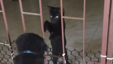 Photo of Ты что, застрял? Котенок помог выбраться щенку из клетки – смешное видео