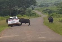 Photo of Дикий буйвол поднял на рога автомобиль с туристами – видео нападения