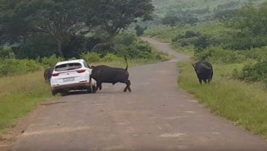 Photo of Дикий буйвол поднял на рога автомобиль с туристами – видео нападения