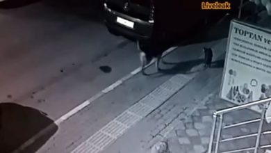 Photo of Храбрый кот разогнал стаю собак – невероятное видео