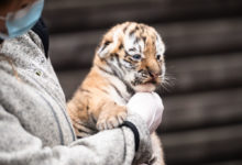 Photo of Как тигры встречают свой год: пополнение в зоопарках – фото