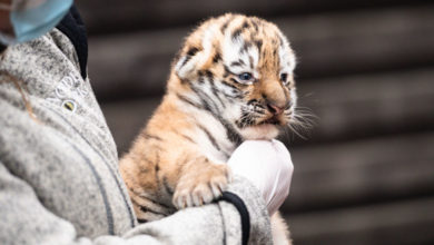 Photo of Как тигры встречают свой год: пополнение в зоопарках – фото