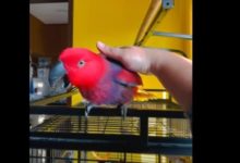 Photo of Попугай-хулиган выучил рингтон для iPhone и постоянно «звонит» хозяевам – видео