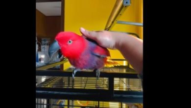 Photo of Попугай-хулиган выучил рингтон для iPhone и постоянно «звонит» хозяевам – видео